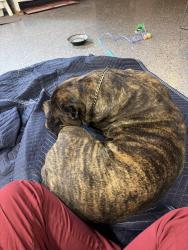 Found/Stray Male Dog last seen Edgewood intermediate school, Indianapolis, IN 46239