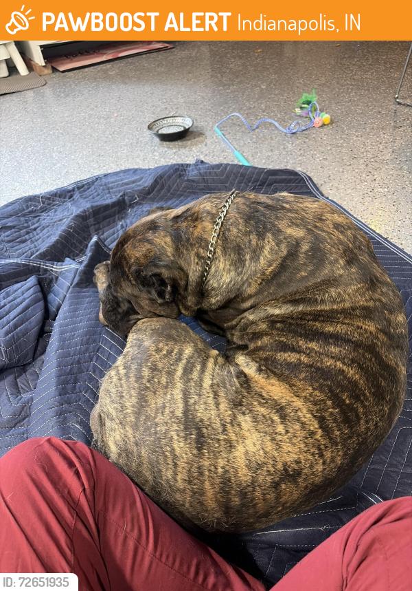 Found/Stray Male Dog last seen Edgewood intermediate school, Indianapolis, IN 46239