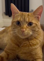 Lost Female Cat last seen Beecroft way , Central Bedfordshire, England LU6 1PN