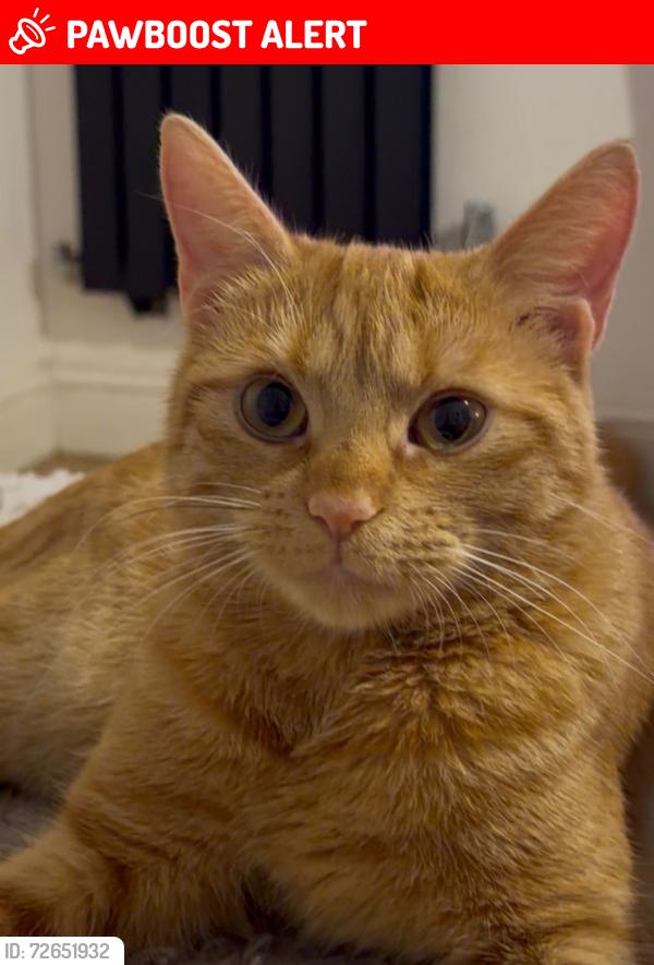 Lost Female Cat last seen Beecroft way , Central Bedfordshire, England LU6 1PN