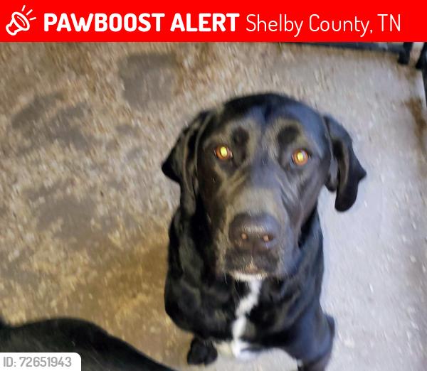 Lost Male Dog last seen Cloverfield , Shelby County, TN 38053