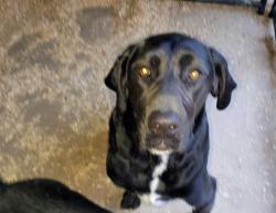 Lost Male Dog last seen Cloverfield , Shelby County, TN 38053