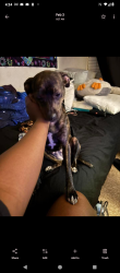 Lost Female Dog last seen Clayton Express, Morrison elementary, Clayton Lane, mussett road, Fort Smith, AR 72904