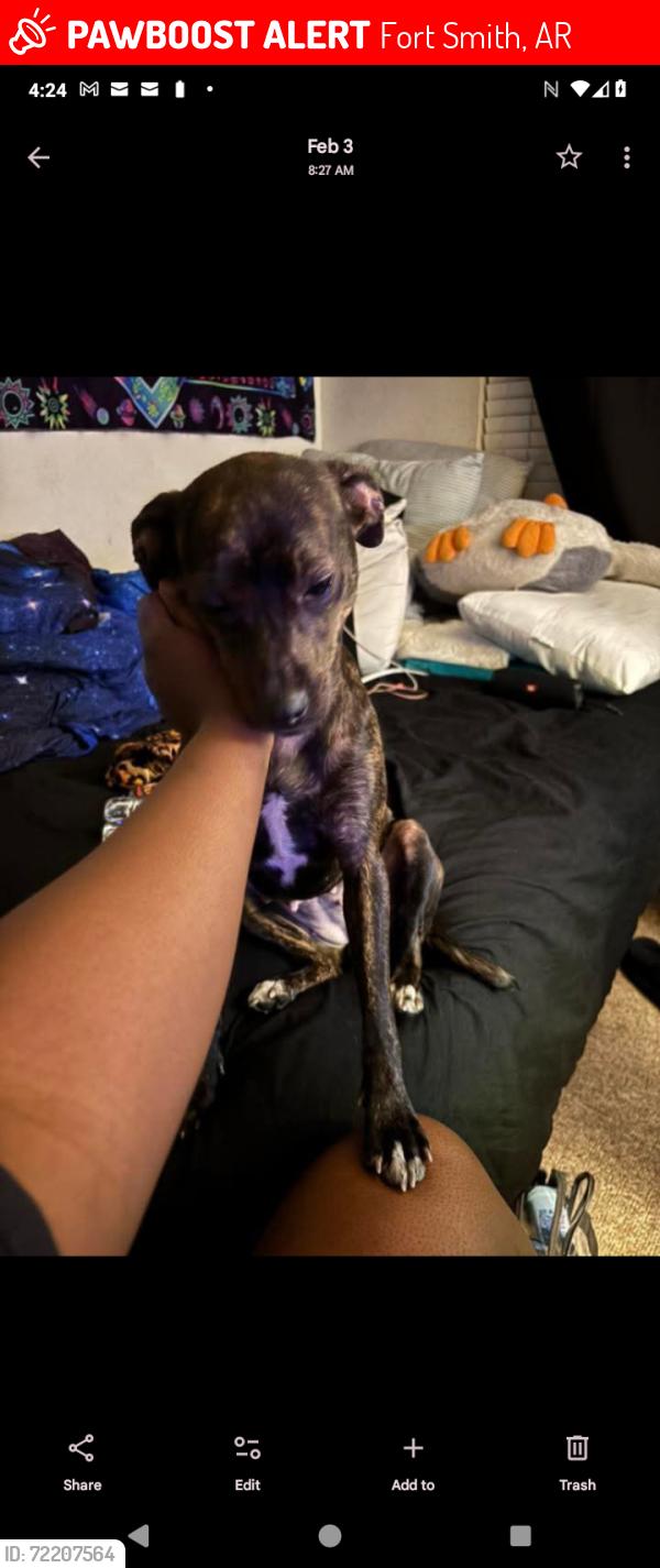 Lost Female Dog last seen Clayton Express, Morrison elementary, Clayton Lane, mussett road, Fort Smith, AR 72904