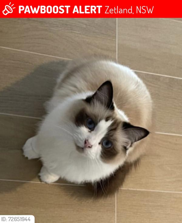 Lost Female Cat last seen Zetland, Zetland, NSW 2017