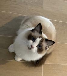 Lost Female Cat last seen Zetland, Zetland, NSW 2017