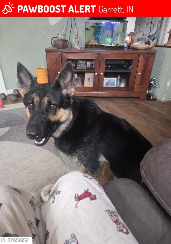 Lost Female Dog last seen Near and 68, Garrett, IN 46738
