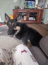 Lost Female Dog last seen Near and 68, Garrett, IN 46738