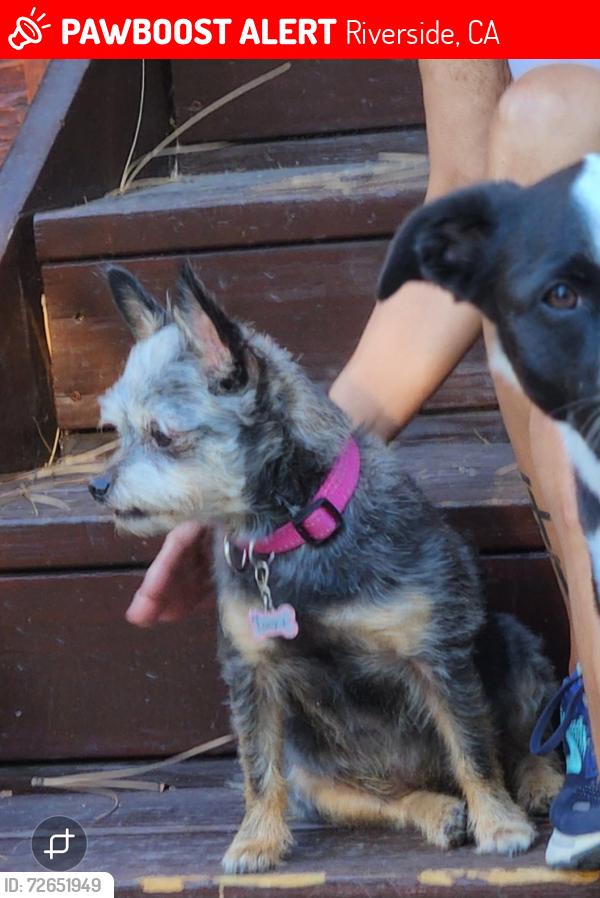 Lost Female Dog last seen Wells st, Riverside, CA 92503