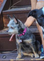 Lost Female Dog last seen Wells st, Riverside, CA 92503