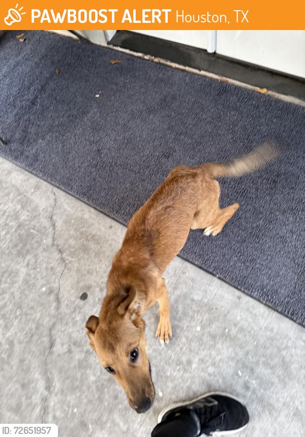 Found/Stray Unknown Dog last seen Fauna Street, Houston, TX 77061