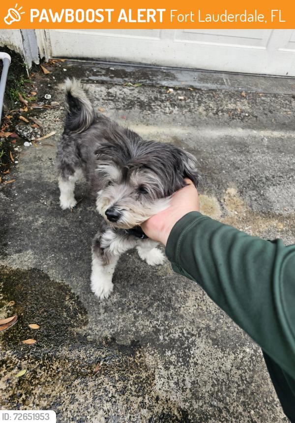 Found/Stray Unknown Dog last seen Jackson blvd and iroquois ave. 33312, Fort Lauderdale, FL 33312
