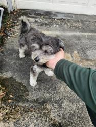 Found/Stray Unknown Dog last seen Jackson blvd and iroquois ave. 33312, Fort Lauderdale, FL 33312