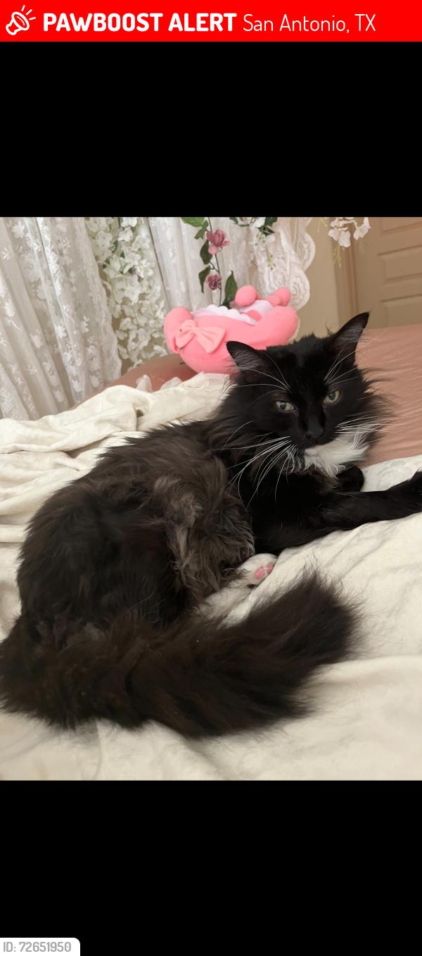 Lost Male Cat last seen JV Bacon Street, San Antonio, TX 78249