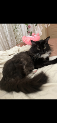 Lost Male Cat last seen JV Bacon Street, San Antonio, TX 78249