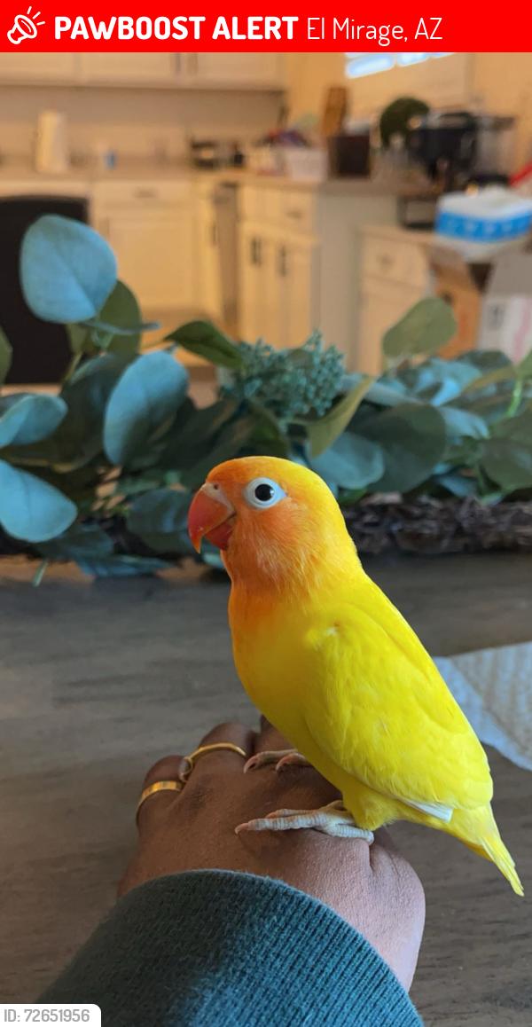 Lost Male Bird last seen 130th Lane and Gelding Dr., El Mirage, AZ 85335