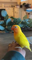 Lost Male Bird last seen 130th Lane and Gelding Dr., El Mirage, AZ 85335