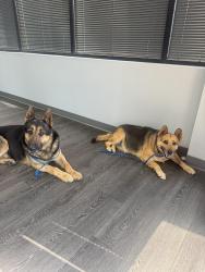 Found/Stray Male Dog last seen Steve Reynolds, Norcross, GA 30093
