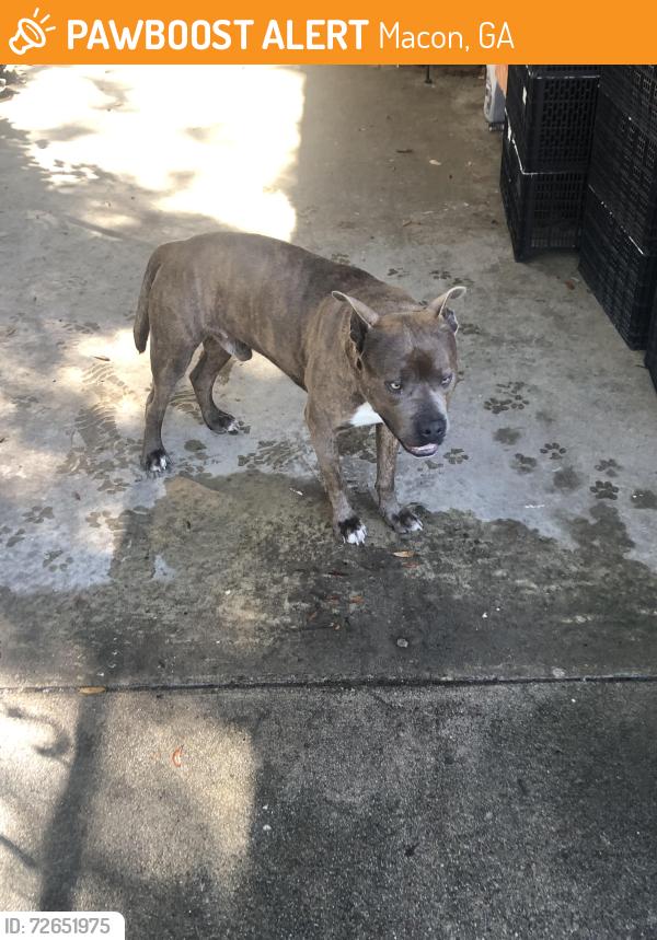 Found/Stray Male Dog last seen Near Locksley Drive, Macon, GA 31206