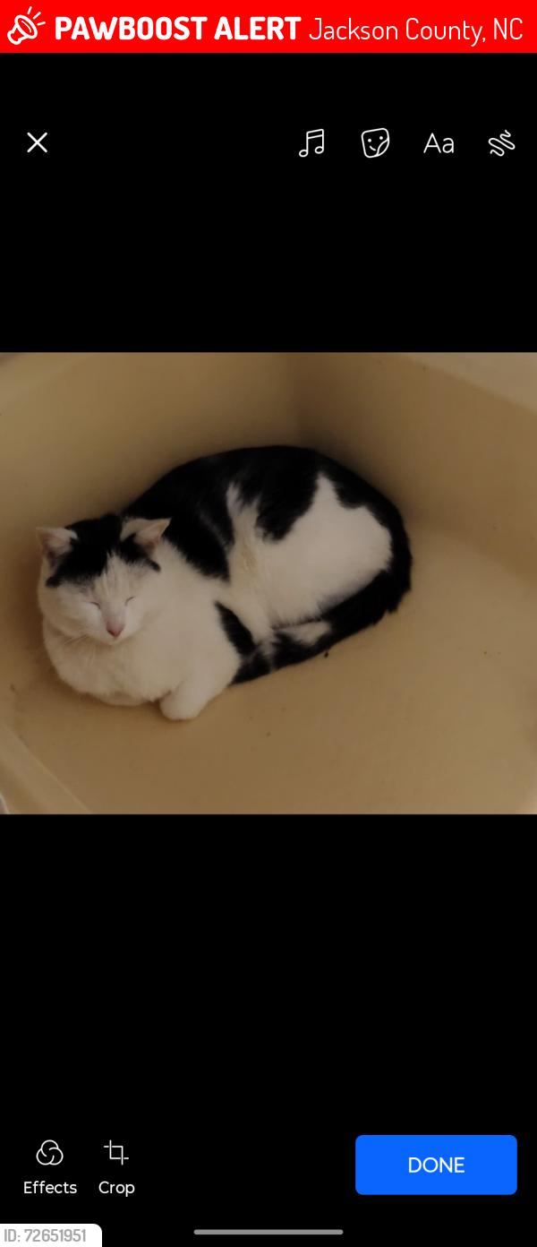 Lost Unknown Cat last seen , Jackson County, NC 28779