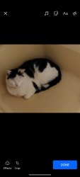 Lost Unknown Cat last seen , Jackson County, NC 28779