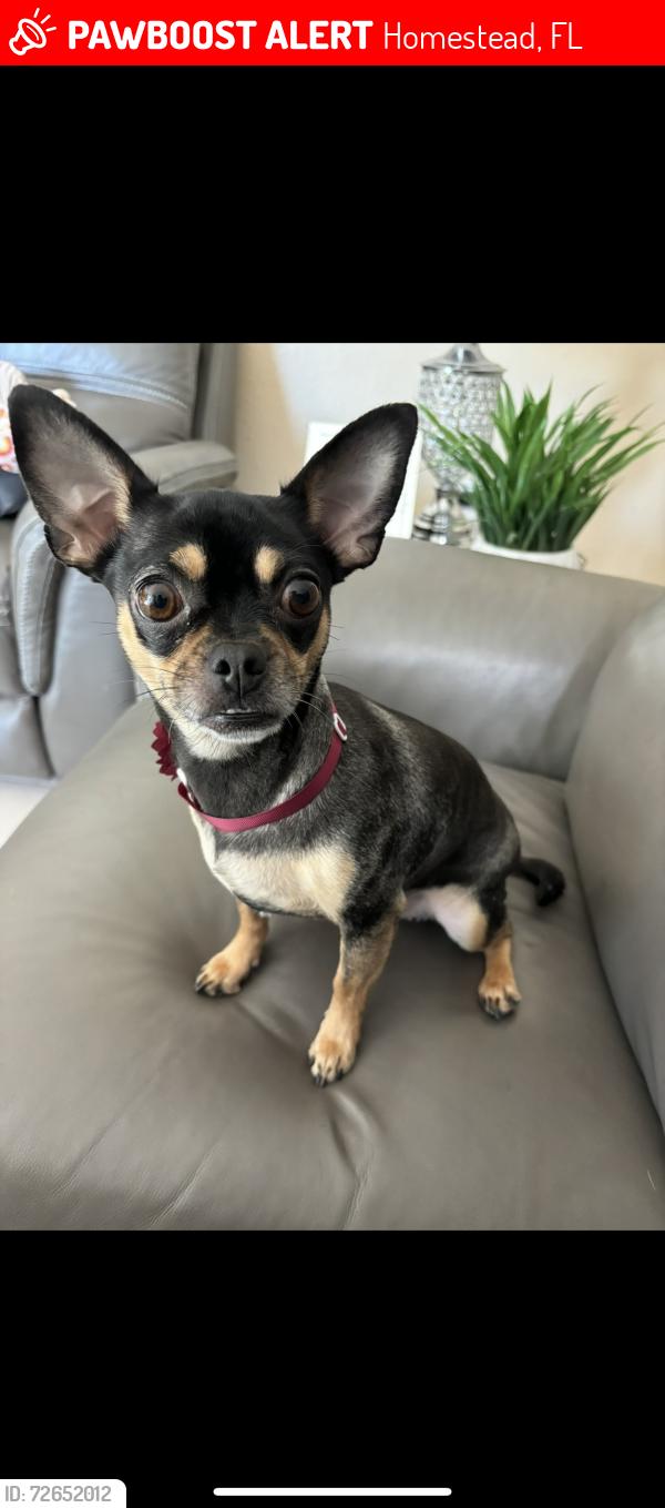 Lost Female Dog last seen Inside of the gated community Artesa, Homestead, FL 33032