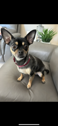 Lost Female Dog last seen Inside of the gated community Artesa, Homestead, FL 33032