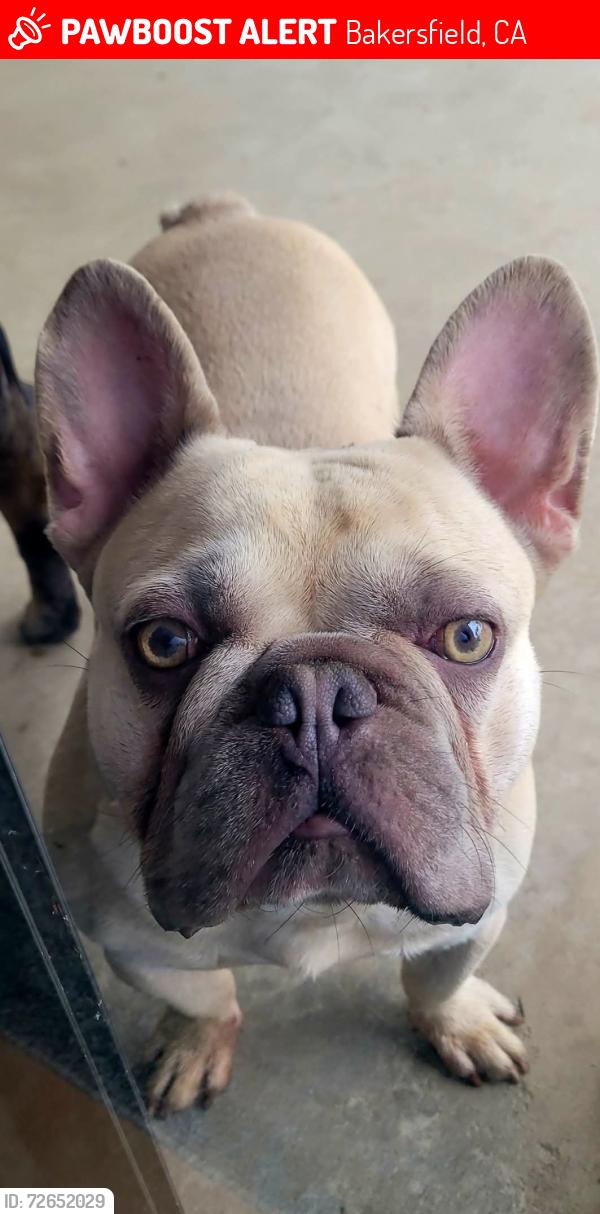 Lost Male Dog last seen Stockdale, Ming Bakersfield , Bakersfield, CA 93313