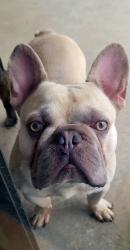 Lost Male Dog last seen Stockdale, Ming Bakersfield , Bakersfield, CA 93313