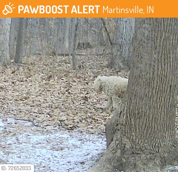 Found/Stray Unknown Dog last seen State Road 252 and S. Pine Ridge Drive, 46151, Martinsville, IN 46151