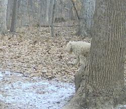 Found/Stray Unknown Dog last seen State Road 252 and S. Pine Ridge Drive, 46151, Martinsville, IN 46151