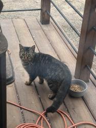 Found/Stray Unknown Cat last seen Stevens Farm, Monclova, OH 43542