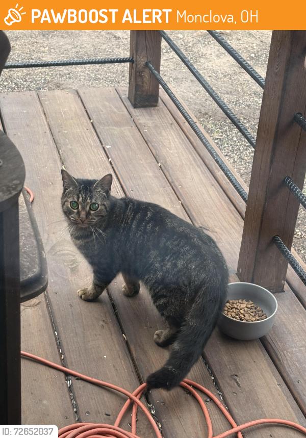 Found/Stray Unknown Cat last seen Stevens Farm, Monclova, OH 43542