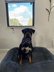 Lost Male Dog last seen Richmond Ave, Lehigh Acres, FL 33936