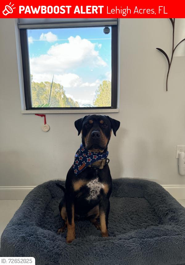 Lost Male Dog last seen Richmond Ave, Lehigh Acres, FL 33936