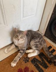 Found/Stray Male Cat last seen Holden Dr, Clemson, SC 29631