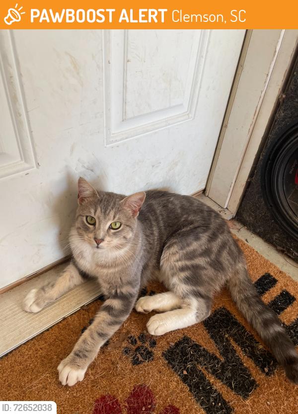 Found/Stray Male Cat last seen Holden Dr, Clemson, SC 29631