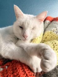Lost Male Cat last seen McGillivray Blvd., Vancouver, WA 98683