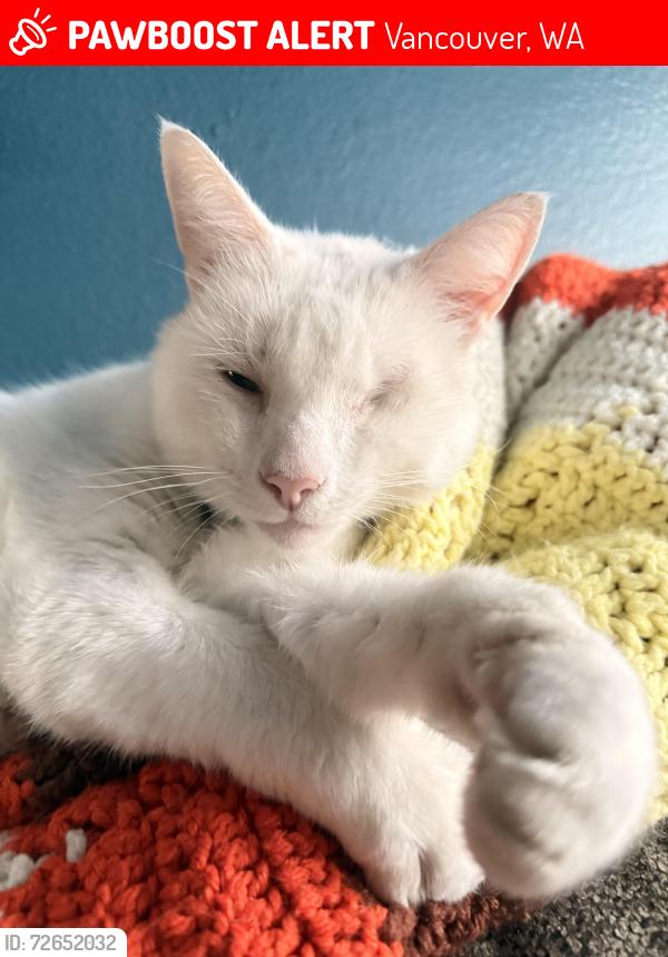 Lost Male Cat last seen McGillivray Blvd., Vancouver, WA 98683