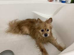 Found/Stray Male Dog last seen Forest North Drive, Houston, TX 77339
