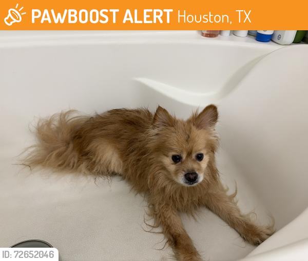 Found/Stray Male Dog last seen Forest North Drive, Houston, TX 77339