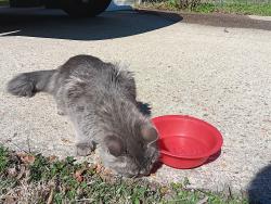 Found/Stray Unknown Cat last seen VERBOV & LAKEVIEW AVE, Colonial Heights, VA 23834