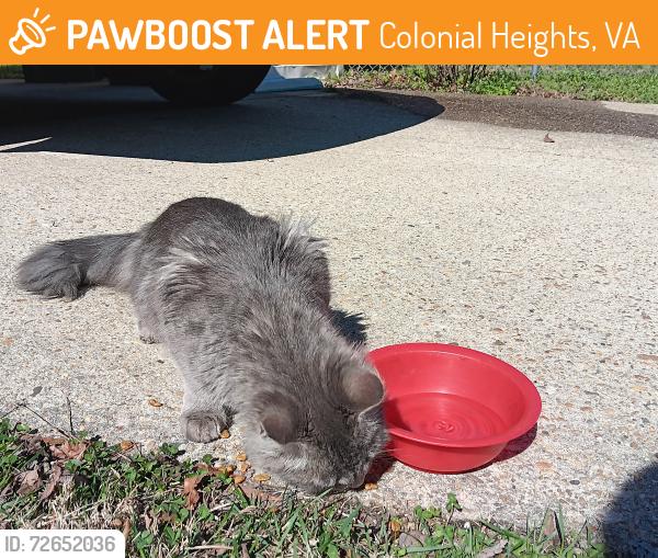 Found/Stray Unknown Cat last seen VERBOV & LAKEVIEW AVE, Colonial Heights, VA 23834