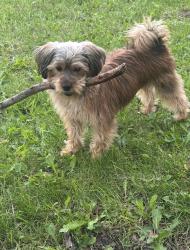 Lost Male Dog last seen Hampton, Milwaukee, WI 53209