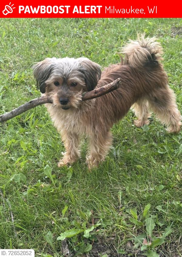 Lost Male Dog last seen Hampton, Milwaukee, WI 53209