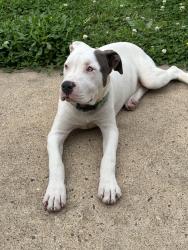 Found/Stray Female Dog last seen Neighborhood, Rosharon, TX 77583