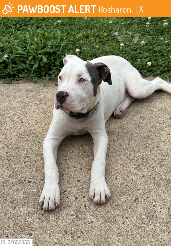 Found/Stray Female Dog last seen Neighborhood, Rosharon, TX 77583