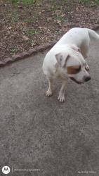 Found/Stray Unknown Dog last seen ROSEDALE , Fort Worth, TX 76119