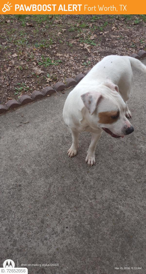 Found/Stray Unknown Dog last seen ROSEDALE , Fort Worth, TX 76119
