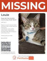 Lost Male Cat last seen Rinaldi St. and Mason Ave., Los Angeles, CA 91326